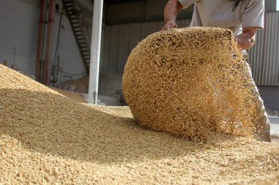 探秘现代马饲料工业 从原料到成品的科学之旅