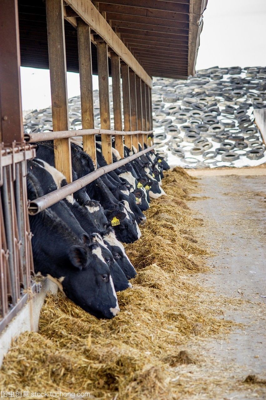 饲料与牛的饲养管理