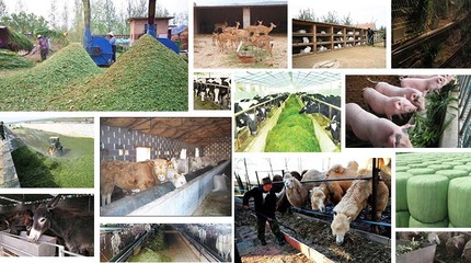 制作黄贮饲料 青饲料发酵剂的科学用量指南